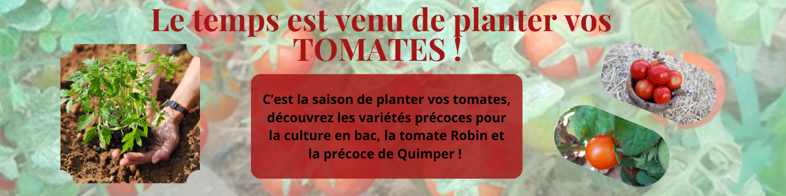 planter les tomates